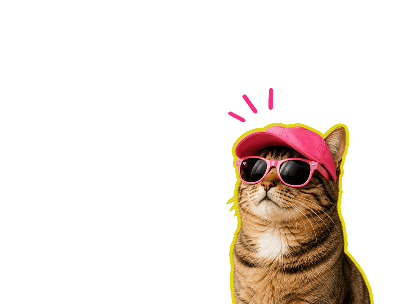 Gato Festival Pet